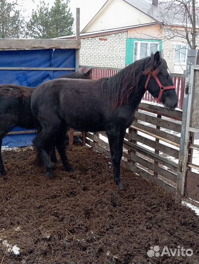 Продам кобылку