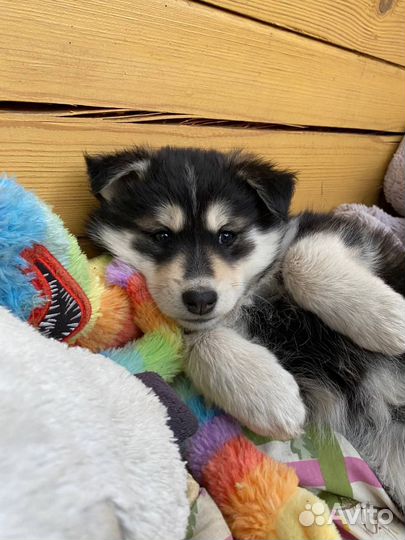 Красивая девочка ищет дом