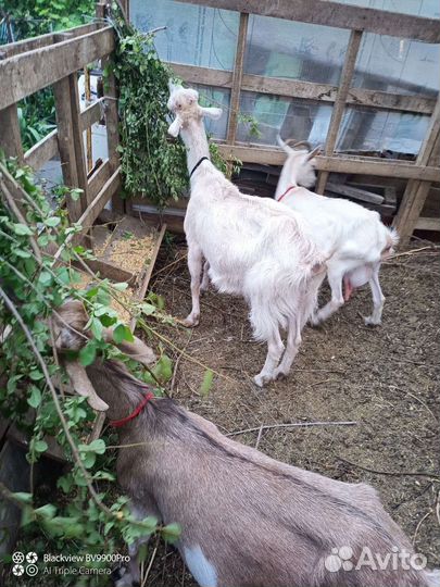 Продам молочных, мясных коз, козлят
