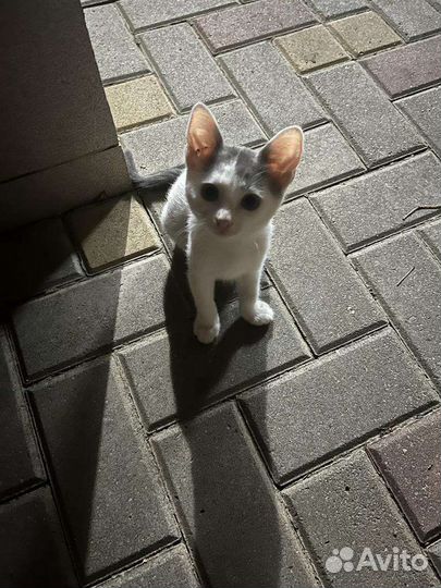 Котятки в добрые руки