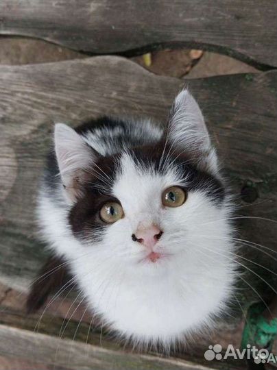 Котёнок (мальчик)