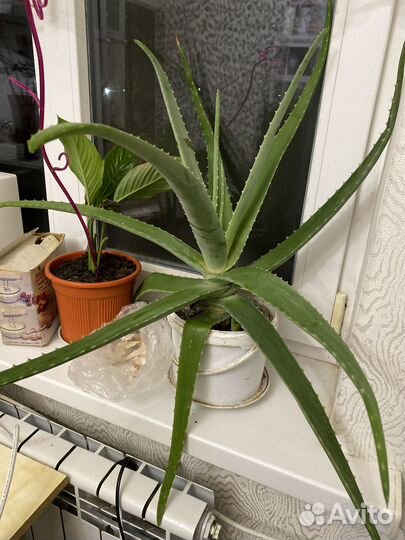 Комнатные цветы