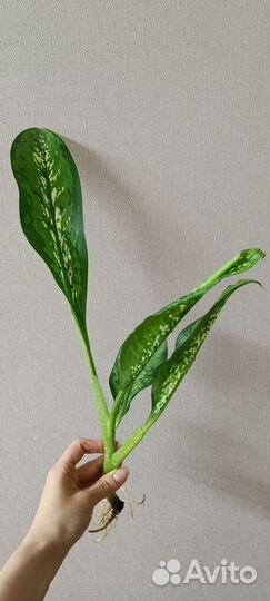 Диффенбахия Шкура дракона