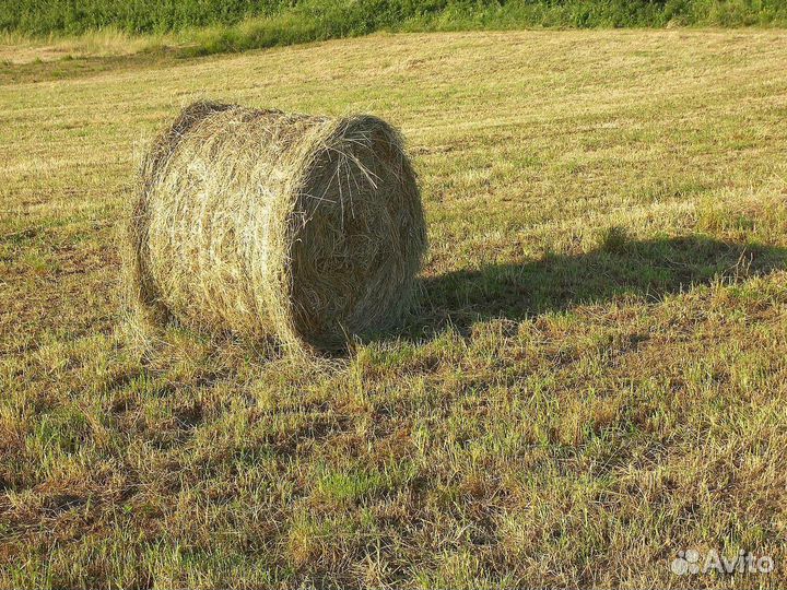Сено