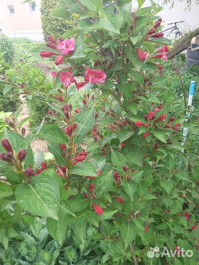 Вейгела саженцы