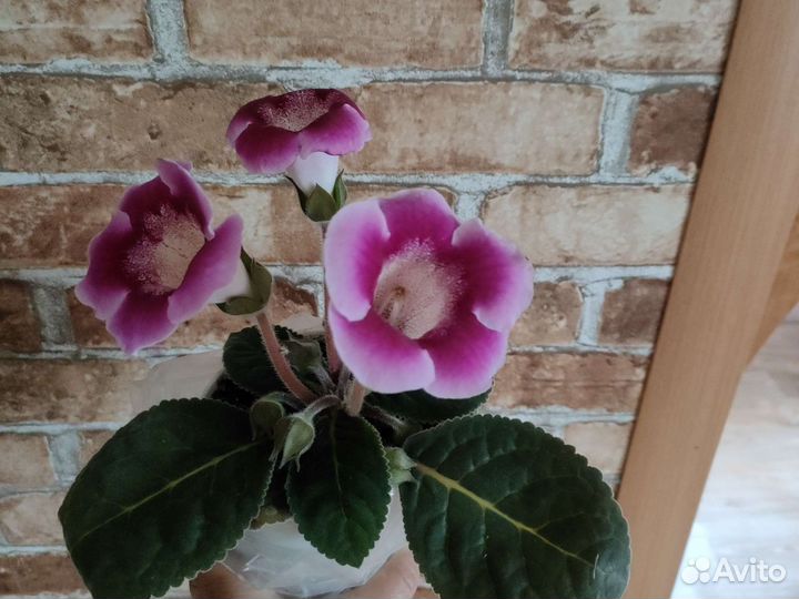 Глоксиния махровая