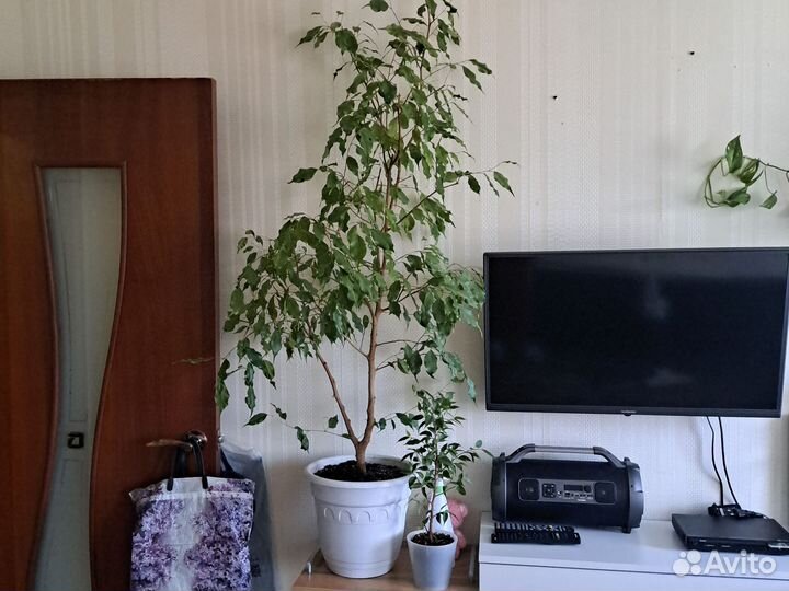 Фикус Бенджамина 150см
