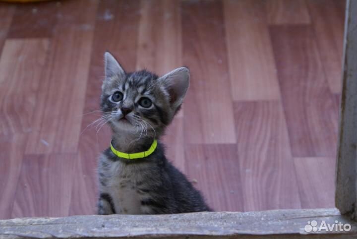 Котёнок, почти леопард
