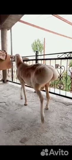 Чисто кровные Гиссарского бараны