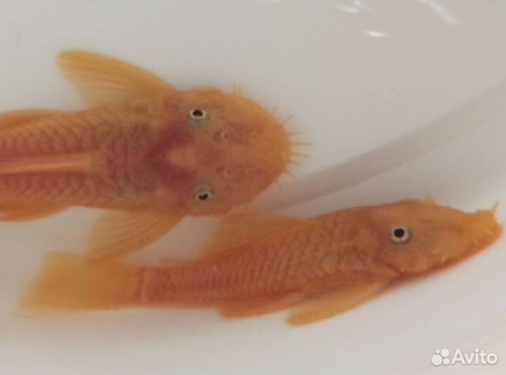 Анциструс L-144. Вуалевый самцы(стрекоза) простой