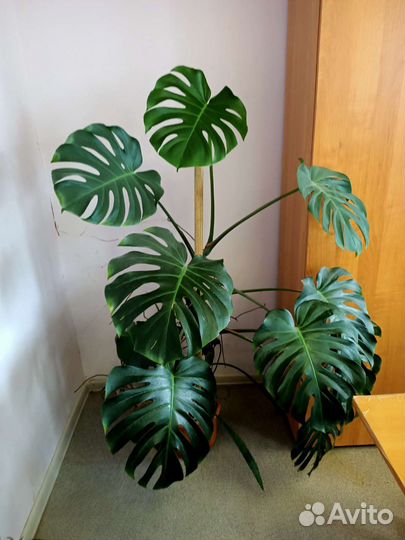 Продам Монстеру