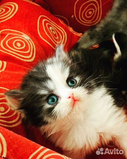 Шотланский котенок