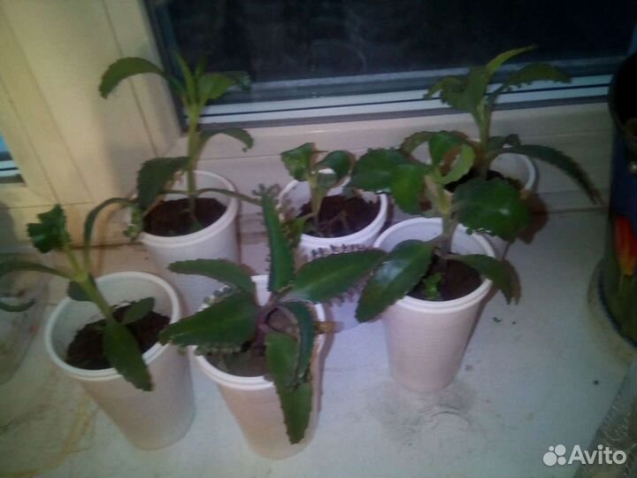 Каланхоэ лечебный