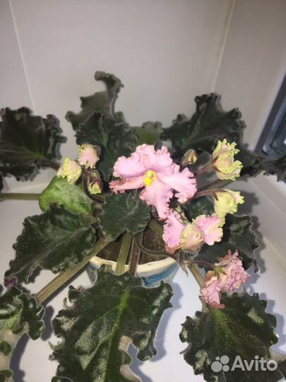 Герань, фиалки И многое другое