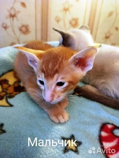 Ориентальные котята