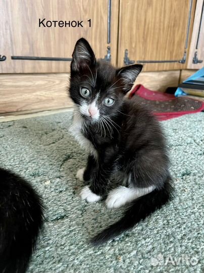 Котята в добрые руки