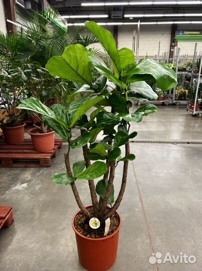 Фикус Лирата H 160