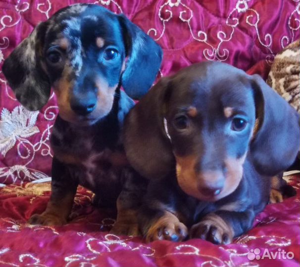 Щенки кроличьей таксы