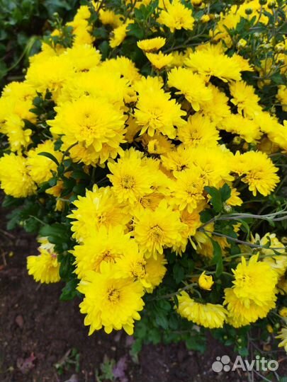 Хризантема