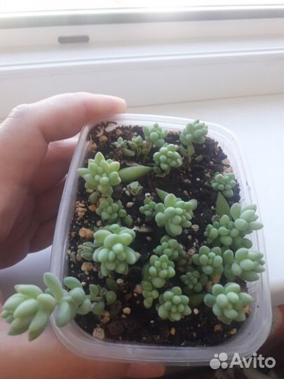 Очиток моргана