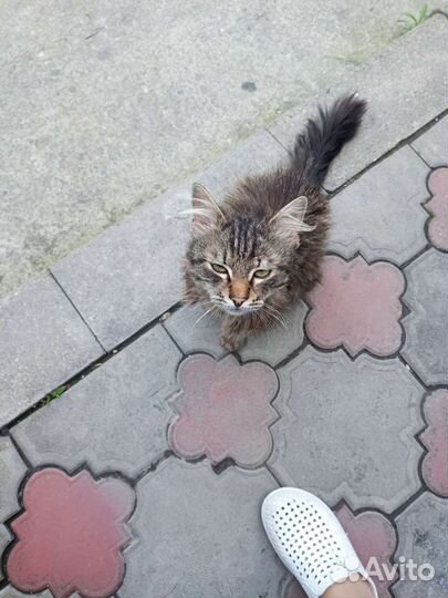 Котики бесплатно в добрые руки
