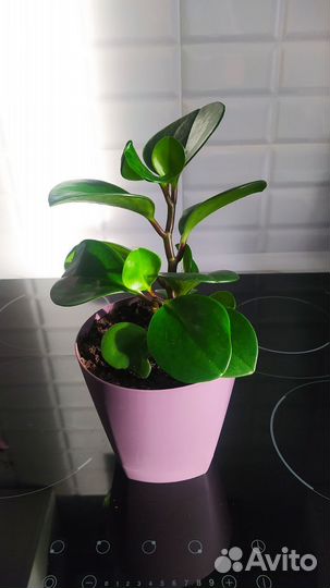 Пеперомия вариегатная