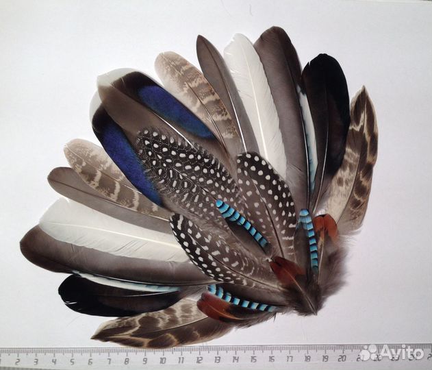 Перья сойки, утки, петуха, куропатки и др