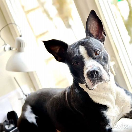 Вязка/Питбуль