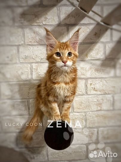 Котята мейн-кун питомник Lucky Coon