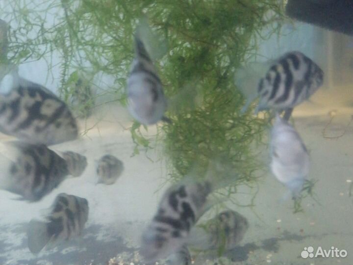 Аквариумные рыбки. Попугай сапфировый