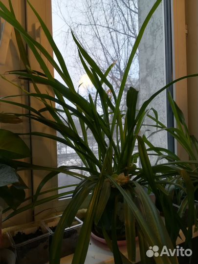 Хлорофитум