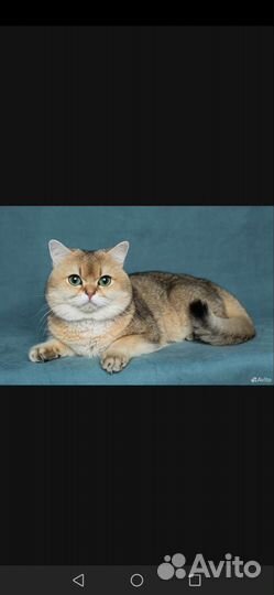 Кот британец