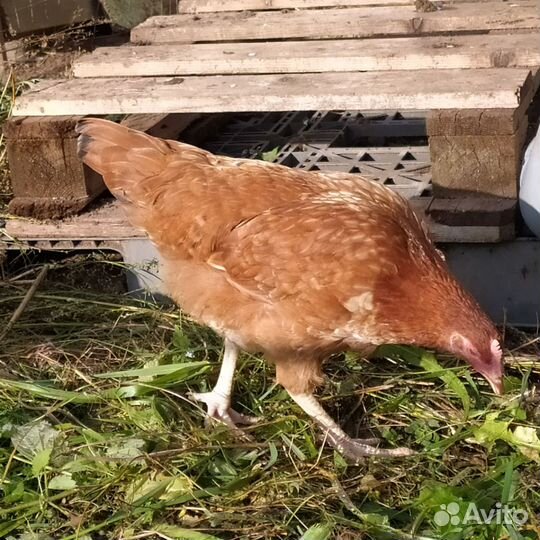 Куры молодки