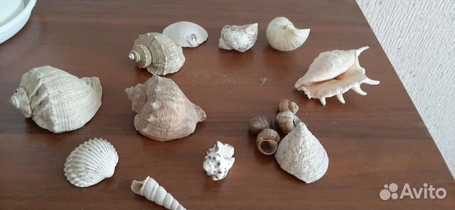 Ракушки, камни, грунт для аквариума