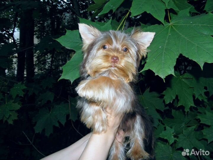 Мальчик Йорка шоколадного окраса