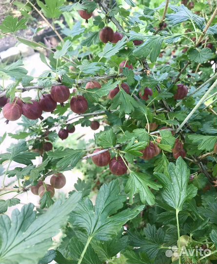 Саженцы крыжовник сортовой, черный и красный
