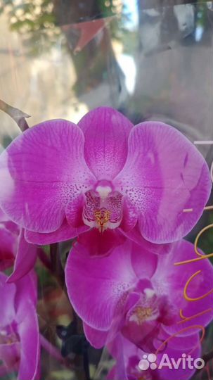 Орхидея цветущая
