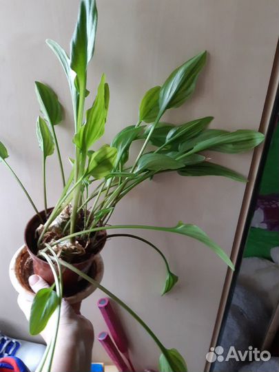 Крестовник Роули, Арбузик Senecio Herreianus