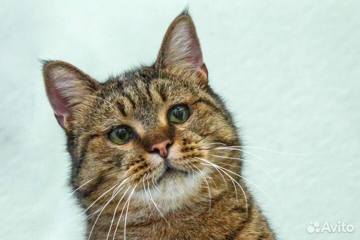 Кот Ярослав ищет свою семью