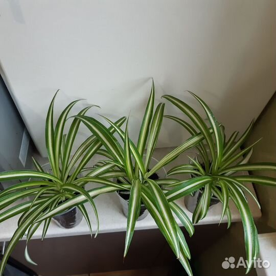 Хлорофитум хохлатый