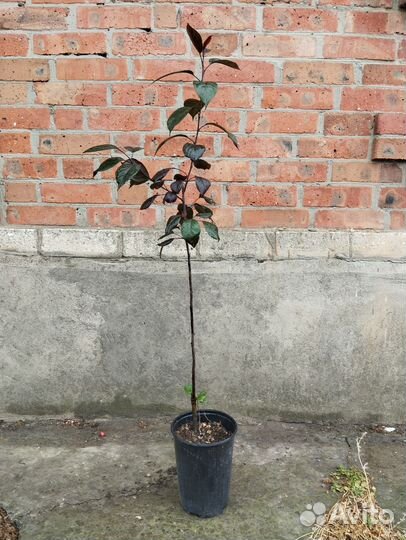 Саженцы и розы зкс,яблоня Роялти зкс. 1-1.5м