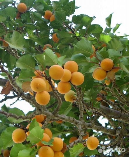 Абрикос саженцы