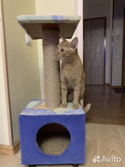 Домик для кошки с когтеточкой бу