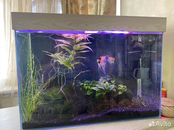 Аквариум 140 л со всем содержимым