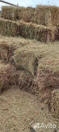Сено в тюках
