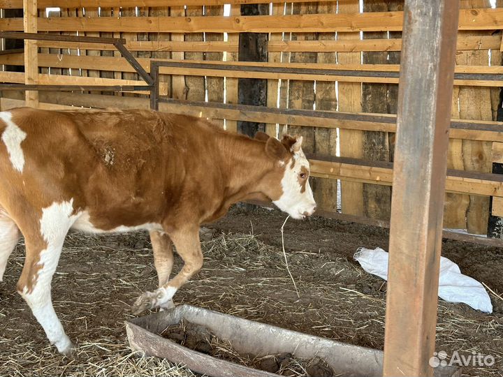 Крс 6 голов 2хлетки и 4 голов 9 10 месяцев