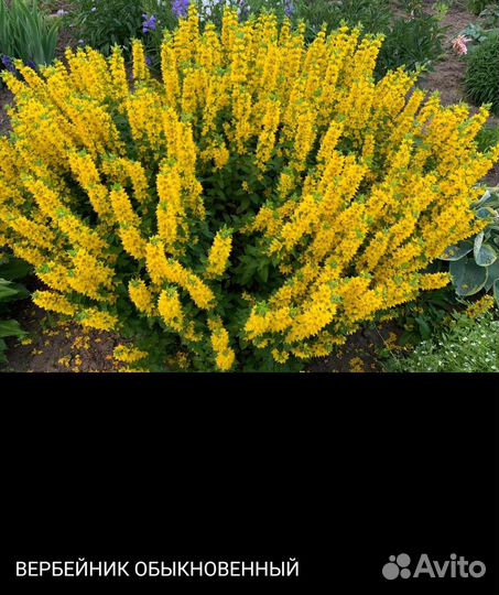 Цветы многолетники