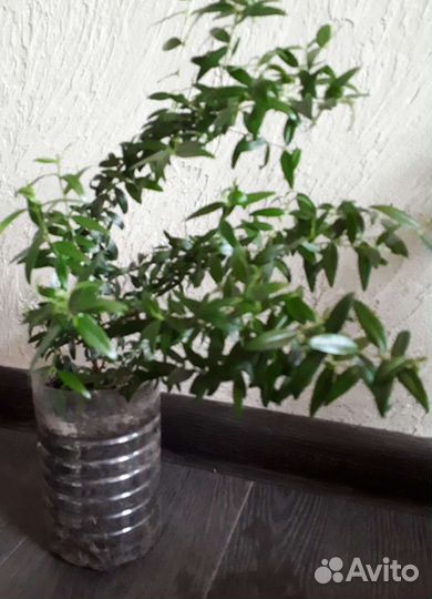 Миртовое дерево