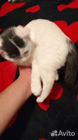 Кот в добрые руки