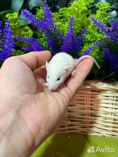 Крысы дамбо. Большой выбор